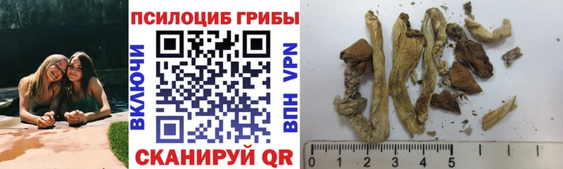 Купить где  Дагестанские Огни  Галлюциногенные грибы MAGIC MUSHROOMS 